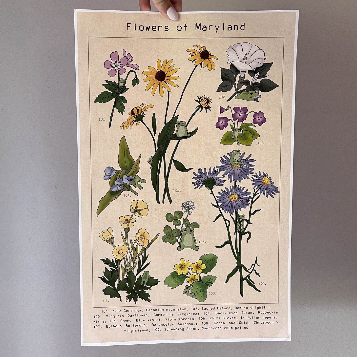 Flowers of Maryland Frog Print